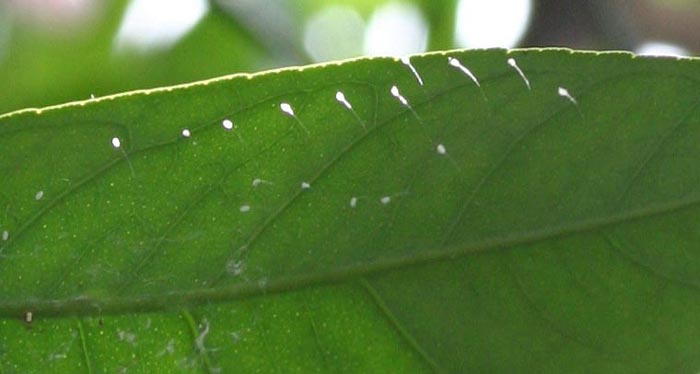 UuDam1 Những bông hoa Ưu Đàm được tìm thấy tại nhà ông Lâm, một học viên Pháp Luân Công ở Houston, Texas. (Ảnh: Minh Huệ)