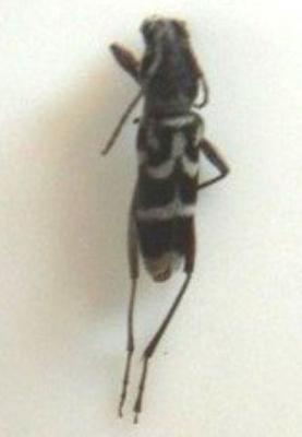 EliminateHumanInsect